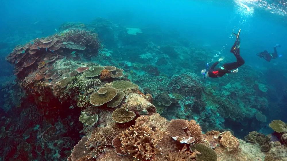 Peter Gash (L), owner and manager of the Lady Elliot Island Eco Resort, snorkels with Oliver Lanyon and Lewis Marshall, Senior Rangers in the Great Barrier Reef region for the Queenlsand Parks and Wildlife Service, during an inspection of the reef's condition in an area called the 'Coral Gardens' located at Lady Elliot Island and 80 kilometers north-east from the town of Bundaberg in Queensland, Australia, June 11, 2015. UNESCO World Heritage delegates recently snorkeled on Australia's Great Barrier Reef, thousands of coral reefs, which stretch over 2,000 km off the northeast coast. Surrounded by manta rays, dolphins and reef sharks, their mission was to check the health of the world's largest living ecosystem, which brings in billions of dollars a year in tourism. Some coral has been badly damaged and animal species, including dugong and large green turtles, are threatened. UNESCO will say on Wednesday whether it will place the reef on a list of endangered World Heritage sites, a move the Australian government wants to avoid at all costs, having lobbied hard overseas. Earlier this year, UNESCO said the reef's outlook was "poor". Picture taken June 11, 2015.   REUTERS/David Gray - RTX1IFF7