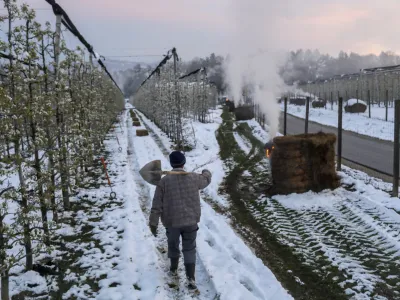 - sadovnjak Artiče - senene bale- 06.04.2021 - Spomladanska Pozeba - kurrjenje v sadovnjaku kot za&scaron;čita proti zmrzali - sadno drevje //FOTO: Jaka Gasar