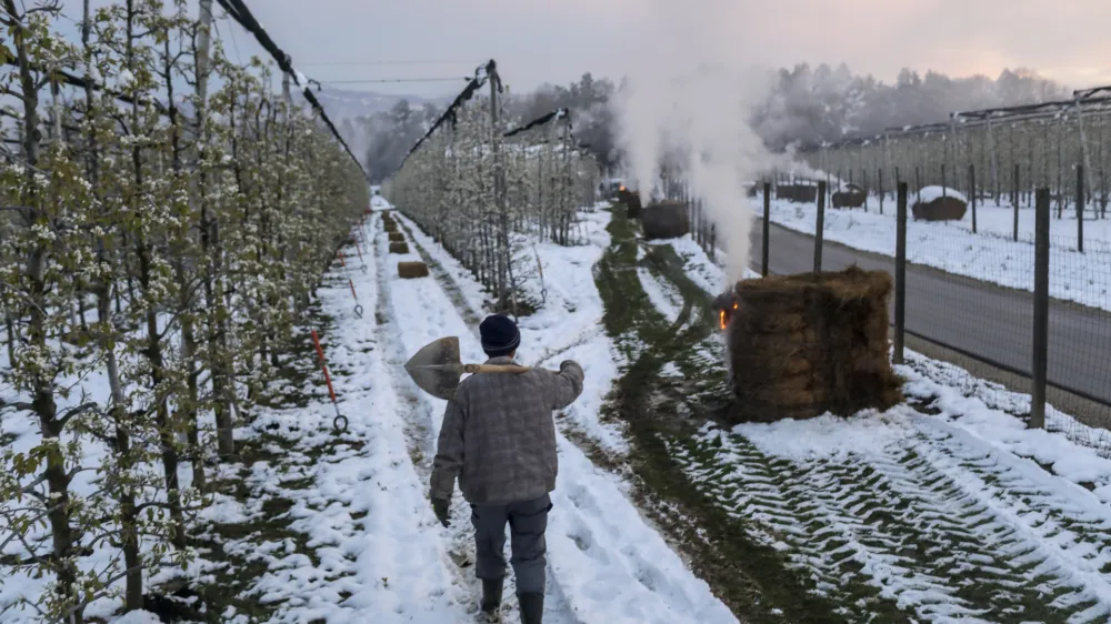 - sadovnjak Artiče - senene bale- 06.04.2021 - Spomladanska Pozeba - kurrjenje v sadovnjaku kot za&scaron;čita proti zmrzali - sadno drevje //FOTO: Jaka Gasar