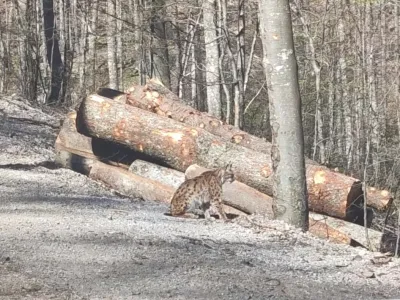 Prijetno presenečenje na cesti