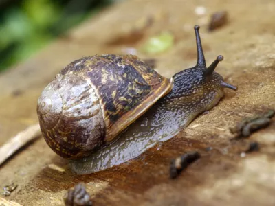 Polži polći polži