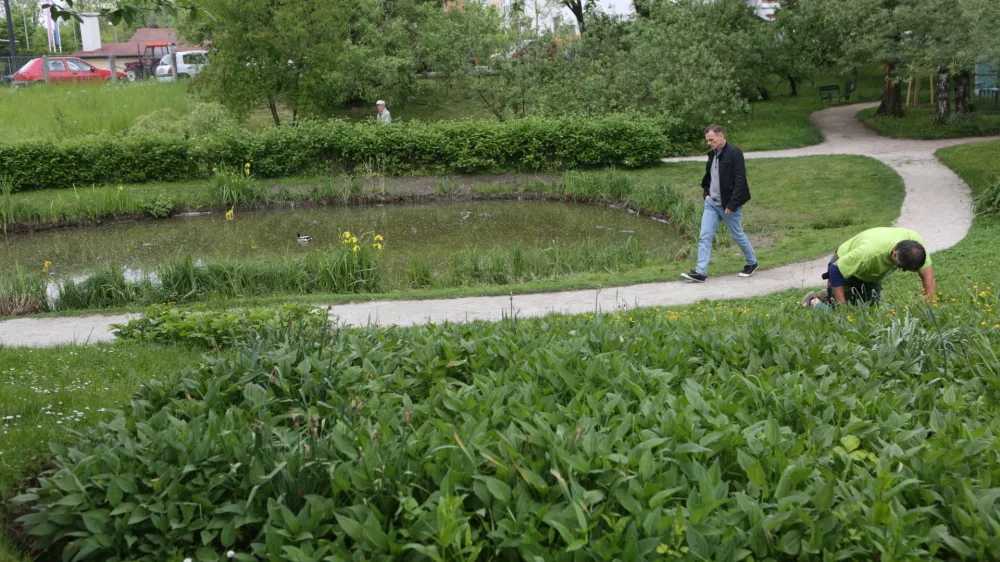 - 11.05.2016 - Botanični vrt v Ljubljani - nova naravoslovna učna pot poimenovana &raquo;Po poti Fleischmannovega rebrinca&laquo;.- vodeni ogled s pestrostjo rastlinskih vrst v botaničnem vrtu in v različnih življenjskih okoljih Grajskega griča, ///FOTO: Luka Cjuha.