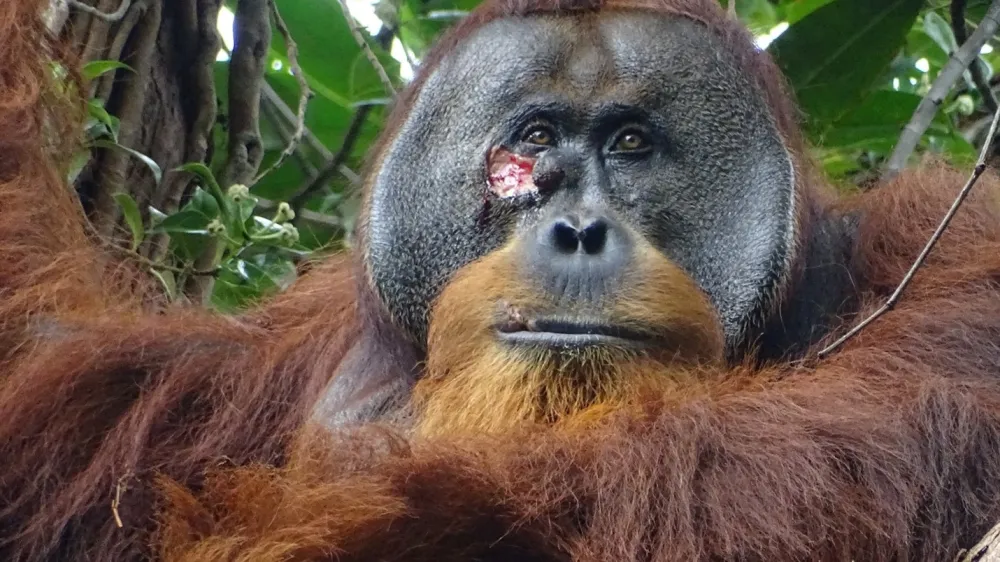 A male Sumatran orangutan named Rakus, with a facial wound below the right eye, is seen in the Suaq Balimbing research site, a protected rainforest area in Indonesia, two days before the orangutan administered wound self-treatment using a medicinal plant, in this handout picture taken June 23, 2022. Armas/Max Planck Institute of Animal Behavior/Handout via REUTERS  THIS IMAGE HAS BEEN SUPPLIED BY A THIRD PARTY NO RESALES. NO ARCHIVES MANDATORY CREDIT