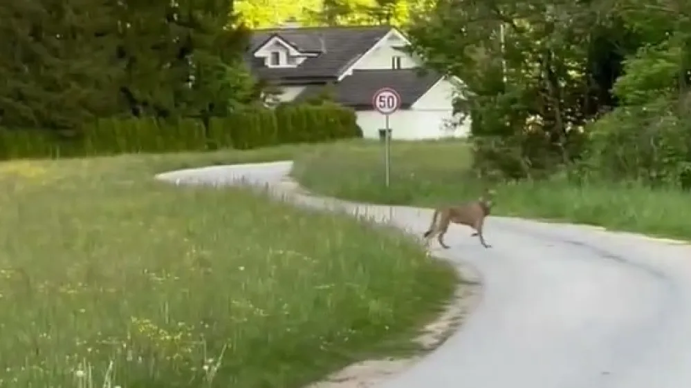 Volj pri Želimljah.