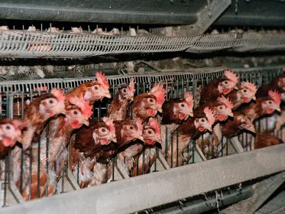 Koko&scaron;i,foto: Tomaž Skale