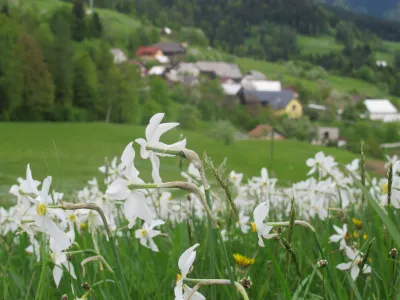 V čast cvetočim narcisam bodo ob njihovem prazniku letos izbrali že 60. miss narcis.&nbsp;