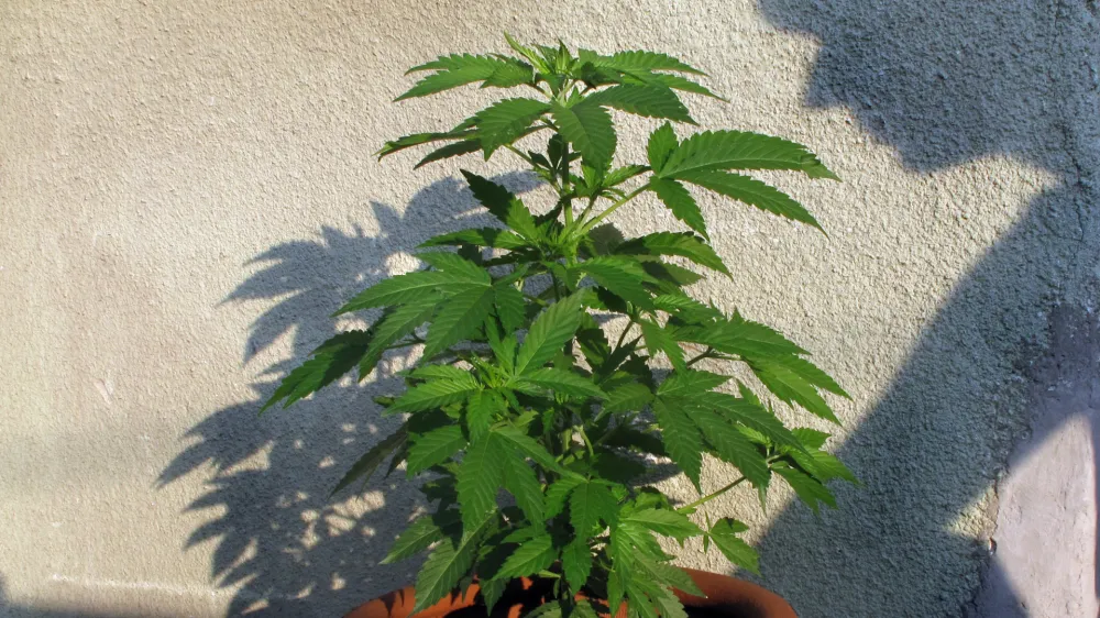 - konoplja///FOTO: Luka CjuhaOPOMBA: ZA OBJAVO V ČASOPISU DNEVNIK