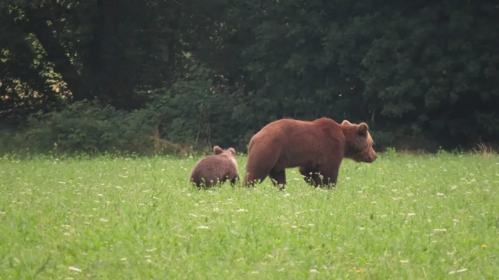 medvedka z mladičem na travniku pred gozdom