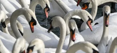 V Sloveniji so od začetka leta ptičjo gripo potrdili pri 29 divjih pticah, od tega pri 26 labodih grbch, ki tudi na evropski ravni sodijo med najpogosteje najdene okužene prostoživeče ptice.