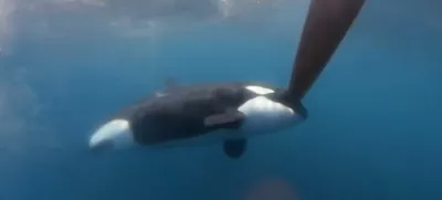 Srečanje orke s smernim krmilom jadrnice leta 2023 v okolici Gibraltarja.