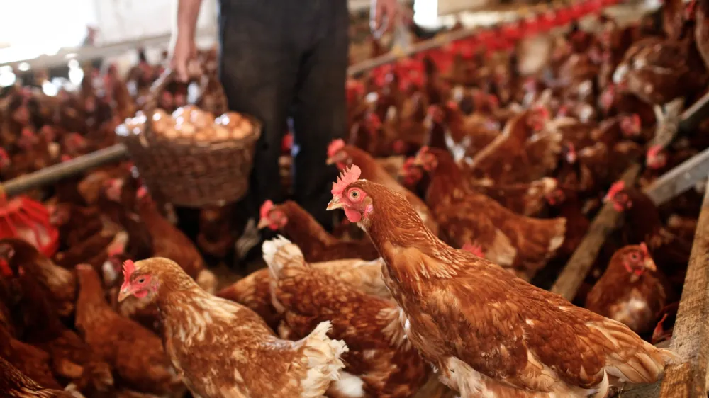 V Sloveniji z okoli 80 odstotki prevladuje hlevska oziroma tako imenovana talna reja koko&scaron;i nesnic.&nbsp;