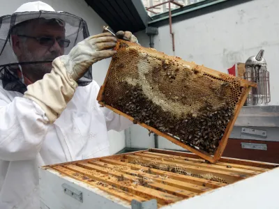 čebelar Franc Petrovčič, vodja področja obratovanja in vzdrževanja ter pomočnik direktorja tehničnega sektorja CD, ki se v prostem času doma ukvarja s čebelami in pridelavo naravnega medu- terasa CD - Cankarjev dom - čebelnjak - krajnske čebele na terasi Cankarjevega doma - gre za tri ameri&scaron;ke nakladne panje LR s spremenljivim volumnom, ki preprečujejo rojenje, ker jih je mogoče povečevati glede na rast družine,//FOTO: Luka Cjuha