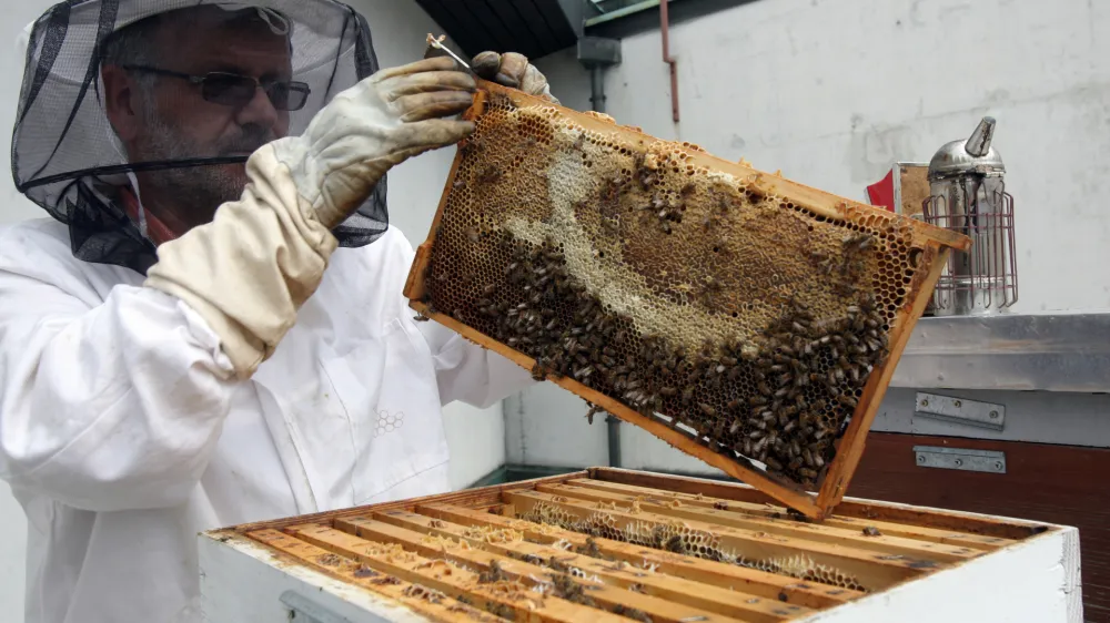 čebelar Franc Petrovčič, vodja področja obratovanja in vzdrževanja ter pomočnik direktorja tehničnega sektorja CD, ki se v prostem času doma ukvarja s čebelami in pridelavo naravnega medu- terasa CD - Cankarjev dom - čebelnjak - krajnske čebele na terasi Cankarjevega doma - gre za tri ameri&scaron;ke nakladne panje LR s spremenljivim volumnom, ki preprečujejo rojenje, ker jih je mogoče povečevati glede na rast družine,//FOTO: Luka Cjuha