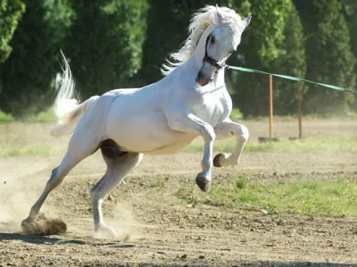 Lipicanec iz kobilarna lipicancev v Đakovu&nbsp;