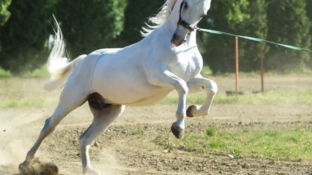 Lipicanec iz kobilarna lipicancev v Đakovu&nbsp;