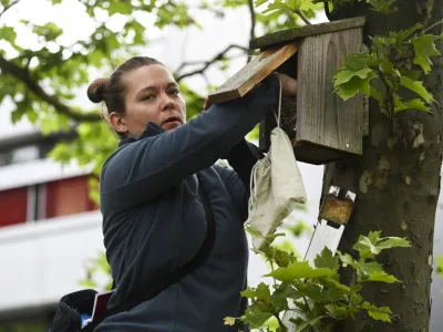 Na visokih drevesih bujnega drevoreda na Kardeljevi plo&scaron;čadi je že tretje leto name&scaron;čenih osem mestnih gnezdilnic, ki jih tako kot druga mestna gnezda vsakih 14 dni pregleduje ornitologinja Tja&scaron;a Zagor&scaron;ek. &nbsp;