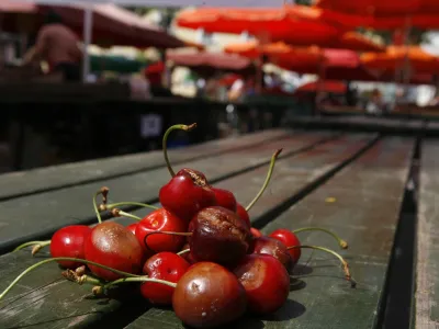 - sadje - nagnite če&scaron;nje //FOTO: Bojan VelikonjaOPOMBA: ZA OBJAVO V ČASOPISU DNEVNIK
