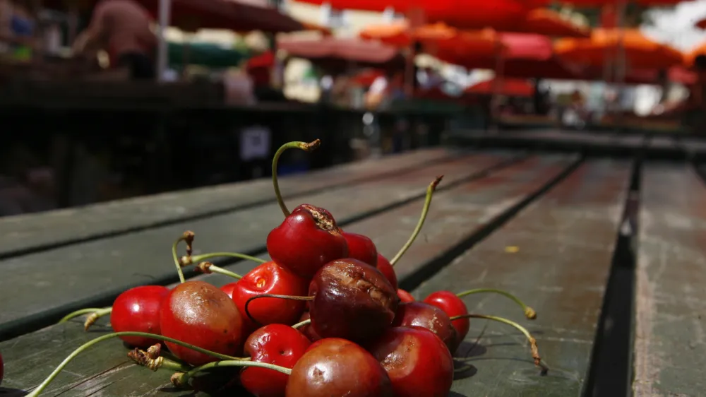 - sadje - nagnite če&scaron;nje //FOTO: Bojan VelikonjaOPOMBA: ZA OBJAVO V ČASOPISU DNEVNIK