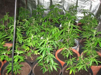 Trboveljski policisti so pri 24- letniku na&scaron;li prirejen prostor za gojenje prepovedane droge konoplja &ndash; rastline.