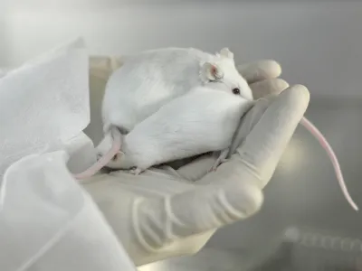 - ilustrativna fotografijalaboratorijske mi&scaron;i, gen za debelost, raziskave, testiranje na živalih, genetika, laboratorij//FOTO: Tomaž Zajel&scaron;nik