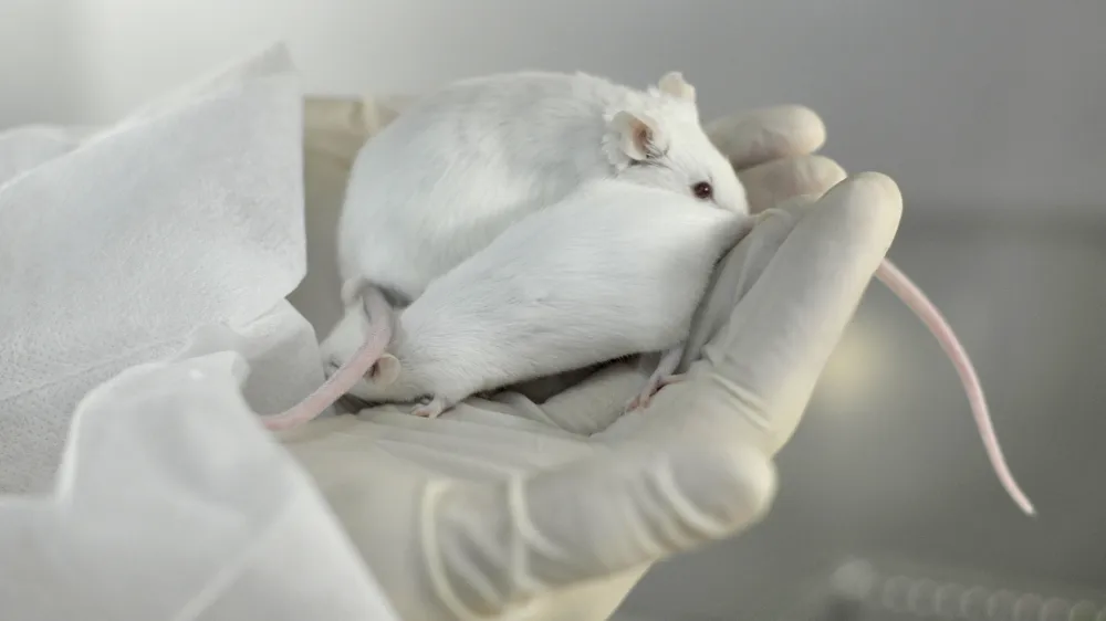 - ilustrativna fotografijalaboratorijske mi&scaron;i, gen za debelost, raziskave, testiranje na živalih, genetika, laboratorij//FOTO: Tomaž Zajel&scaron;nik