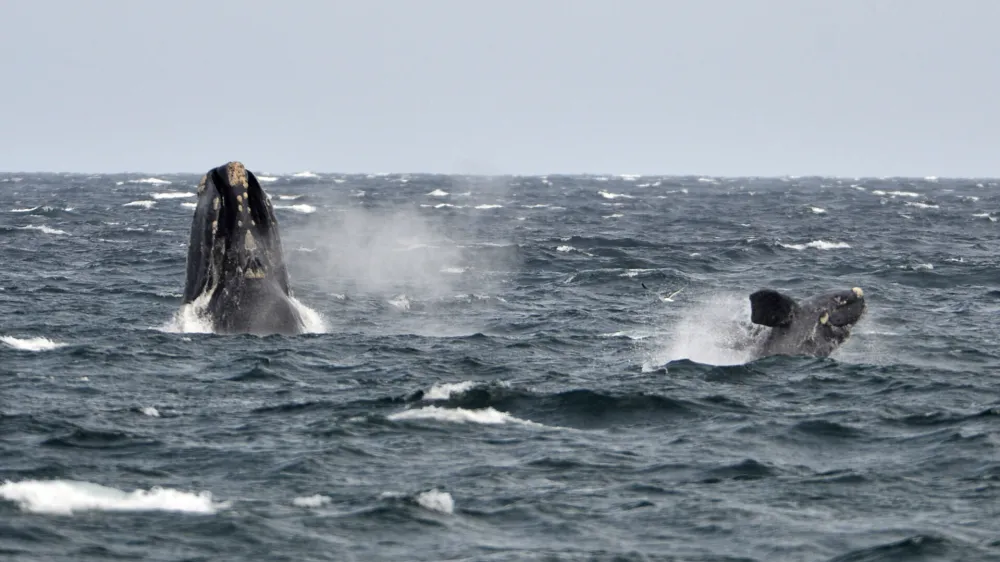 A young southern right whale (R), known in Spanish as ballena franca austral, swims in the waters of the Atlantic Sea, offshore Golfo Nuevo, next to its mother in Argentina's Patagonian village of Puerto Piramides, September 19, 2014. The whales regularly come to breed and calve in this marine reserve from June to December.   REUTERS/Maxi Jonas (ARGENTINA - Tags: ANIMALS ENVIRONMENT) - RTR46ZIB