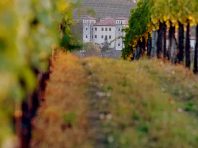 Vinograd in grad Dobrovo &ndash; Brici bodo tudi letos odprli svoje kleti za obiskovalce.&nbsp;