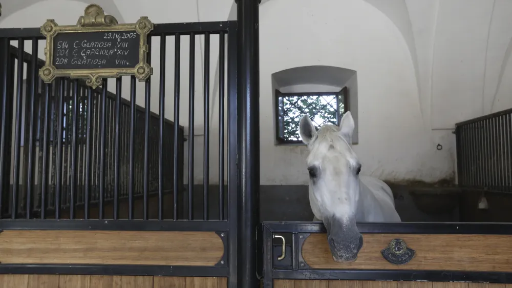 - 27.09.2023 &ndash; Kobilarna Lipica, dom lipicancev in največja kobilarna z lipicanci na svetu. //FOTO: Luka Cjuha