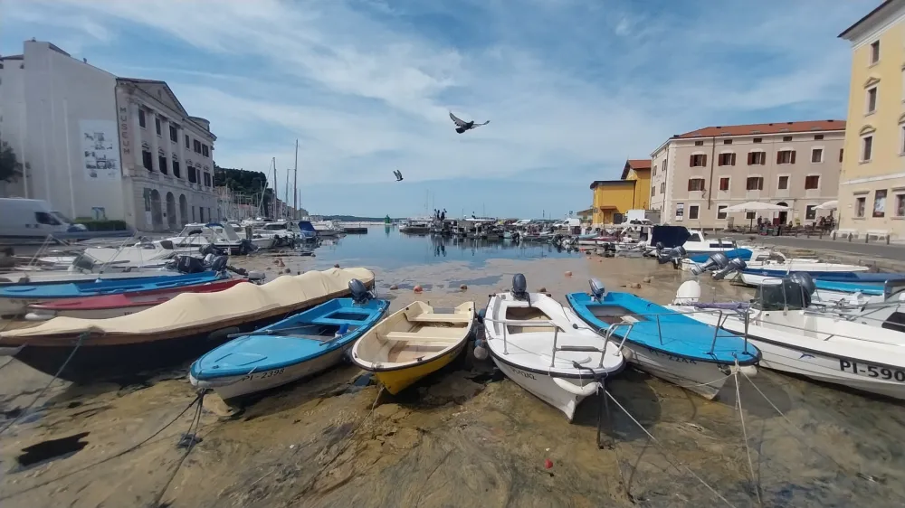 Posledice sluzenja morja so najbolj očitne prav v piranskem mandraču. F Vesna Levičnik
