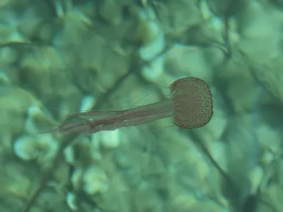 Korčulo preplavile meduze mesečinke 