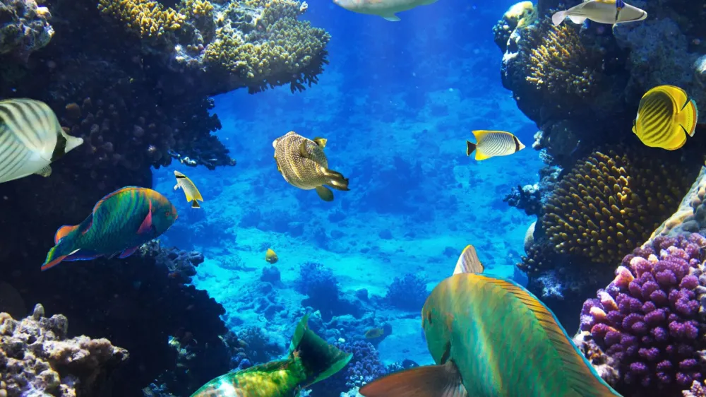 Sončni Egipt potaplanje