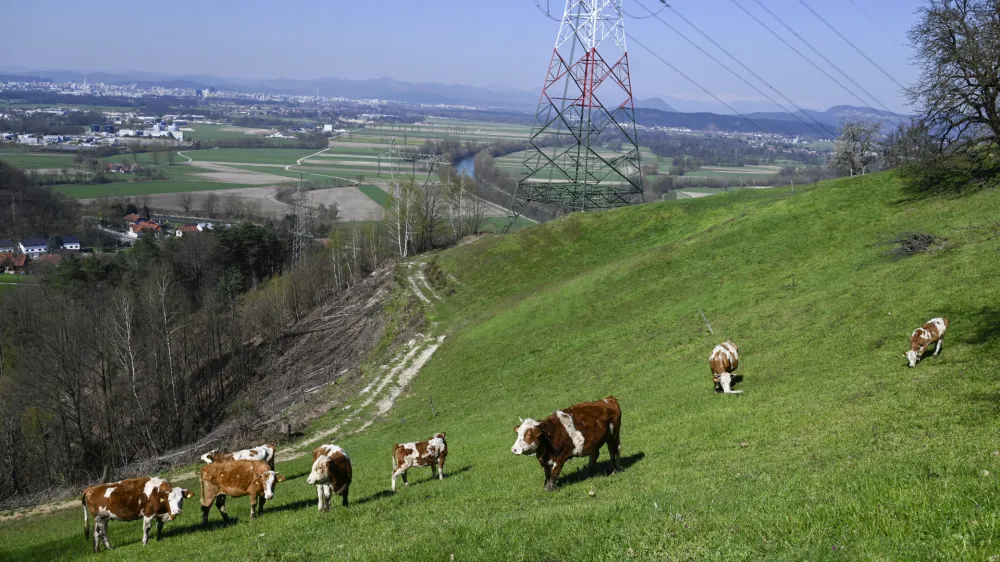 turistična kmetija Pri Lazarju - krave - govdoreja - 06.04.2023 - Odbor Planinske zveze Slovenije za planinstvo invalidov (Odbor inPlaninec) &ndash; predstavitev akcije Gibalno ovirani gore osvajajo GOGO 2023 &ndash; novinarska konferenca na turistični kmetiji Pri Lazarju//FOTO: Nik Erik Neubauer