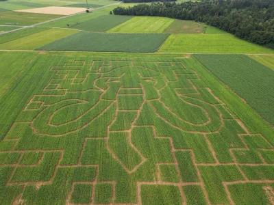 Tematika leto&scaron;njega največjega koruznega labirinta v državi je ledena doba oziroma mamut.&nbsp;