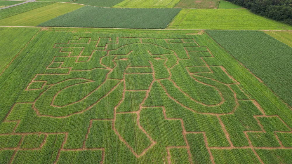 Tematika leto&scaron;njega največjega koruznega labirinta v državi je ledena doba oziroma mamut.&nbsp;