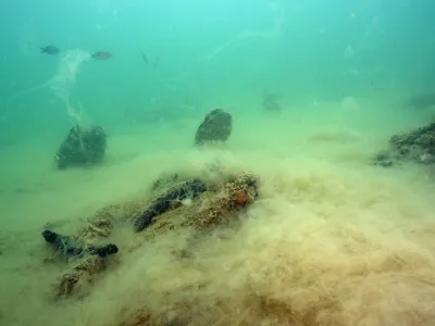 Prevleka sluzi na morskem dnu. F Borut Mavrič