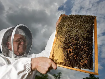 Ivan Atel&scaron;ek, čebelar s Povirja pri Divači - Čebelarstvo - čebelarji - čebele - za&scaron;čitna obleka proti pikom čebel,- Medonosna čebela, živi v družbeni skupnosti imenovana čebelja družina. V družini je le ena plodna samica - matica, ki leže jajčeca za razplod družine. Večino članov družine predstavljajo neplodne samice &ndash; delavke. V družini jih je več 10.000. Običajno čebelje družine &scaron;tejejo med 40.000 in 100.000 čebel. V panju sredi sezone je nekaj 100 ali celo več 1000 samcev &ndash; trotov. - Čebele gnezdijo na satju, ki ga same zgrade. Čebele uporabljajo satje za vzrejo zalege in skladi&scaron;čenje hrane. Na vrhu satja je običajno skladi&scaron;čen med, pod njim, proti sredini satja je skladi&scaron;čen cvetni prah, na sredini in spodaj pa čebele vzrejajo zalego. Zrel med čebele pokrijejo z vo&scaron;čenimi pokrovci. Ličinke odra&scaron;čajo v odprtih celicah, preden pa se zabubijo in preobrazijo v odrasle čebele, jih čebele zaprejo v celice s poroznimi pokrovci. Razvoj od jajčeca do odrasle čebele traja 21 dni. Trotje se razvijajo počasneje, matice pa hitreje. Odrasle čebele živijo v sezoni le 6-8 tednov, čez zimo pa tudi do pol leta. Trotje živijo v družini le v času rojenja čebel, matice pa lahko preživijo več let. //FOTO: Jaka AdamičOPOMBA: ZA OBJAVO V PRILOGI &ndash; DNEVNIKOV OBJEKTIV - REPORTAŽA O ČEBELAH / Foto: Jaka Adamič