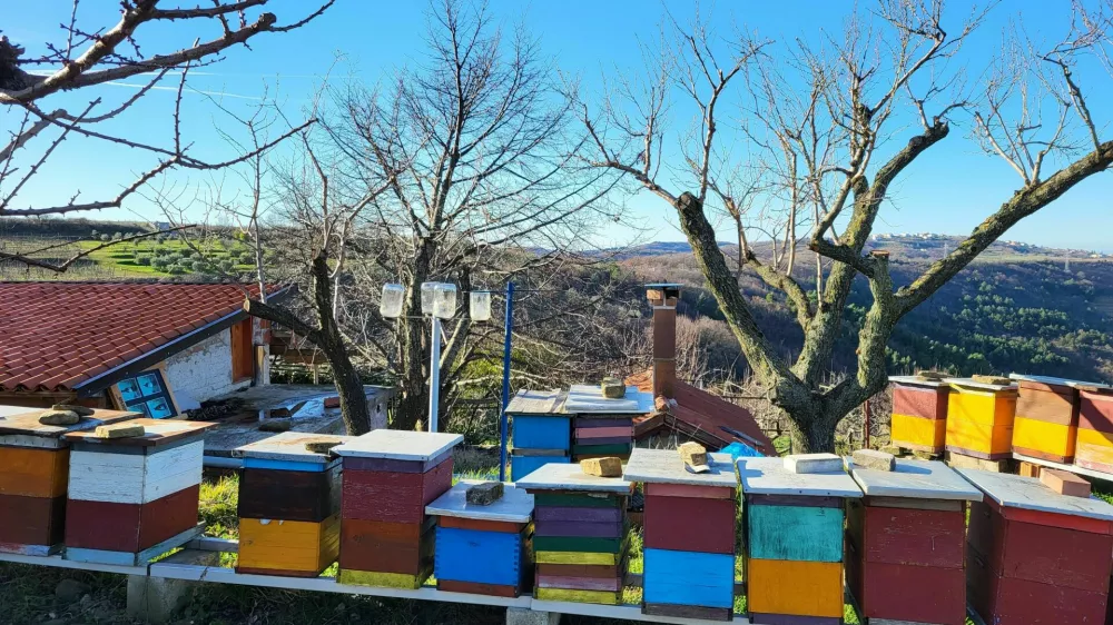 čebelji panj koper / Foto: Katja Gle&scaron;čič 