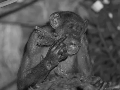 &Scaron;impanzinja Mojca