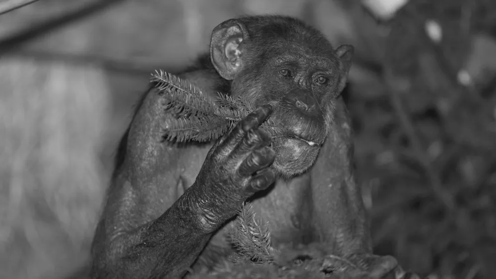 &Scaron;impanzinja Mojca