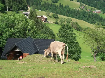 hribovska kmetija, Zg. Savinjska dolina, krava, pa&scaron;a. Foto: Tatjana Pihlar 