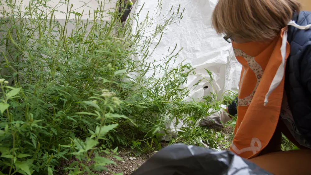 - odstranjevanje ambrozije - invazivna tujerodna rastlina, ki izvira iz Severne Amerike  - 21.08.2015 - SEZAM, združenje mladih, star&scaron;ev in otrok, Novi trg 1 v Ljubljani - agresivne tujerodne rastlinske vrste v Sloveniji - alergijski rinitis Ambrozija, ki cveti konec avgusta - alergena rastlina - invazivna tujerodna vrsta -   //FOTO: Maja Marko