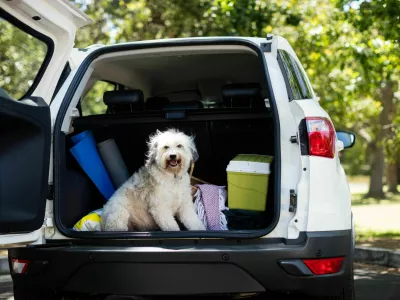 Žival naj bo med vožnjo bodisi v kletki, boksu ali pa privezana z varnostnim pasom. Pomembno je, da ji ponudimo vodo in na počivali&scaron;ču omogočimo sprostitev, saj prevoz v zaprtem vozilu za žival na dalj&scaron;i razdalji pomeni stresno situacijo.

&nbsp;