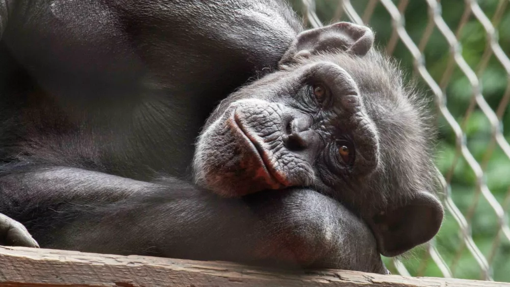 &Scaron;impanzinja Mojca