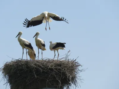 &Scaron;tevilne &scaron;torklje so se letos iz prezimovali&scaron;č vrnile prej, kot je običajno, saj so bila prva gnezda zasedena že v prvi polovici februarja, običajno pa se &scaron;torklje vrnejo marca.

&nbsp;

Ur&scaron;ka Gaj&scaron;ek

&nbsp;