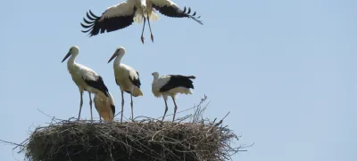 Številne štorklje so se letos iz prezimovališč vrnile prej, kot je običajno, saj so bila prva gnezda zasedena že v prvi polovici februarja, običajno pa se štorklje vrnejo marca.

 

Urška Gajšek

 