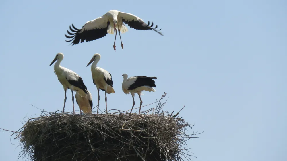 &Scaron;tevilne &scaron;torklje so se letos iz prezimovali&scaron;č vrnile prej, kot je običajno, saj so bila prva gnezda zasedena že v prvi polovici februarja, običajno pa se &scaron;torklje vrnejo marca.

&nbsp;

Ur&scaron;ka Gaj&scaron;ek

&nbsp;
