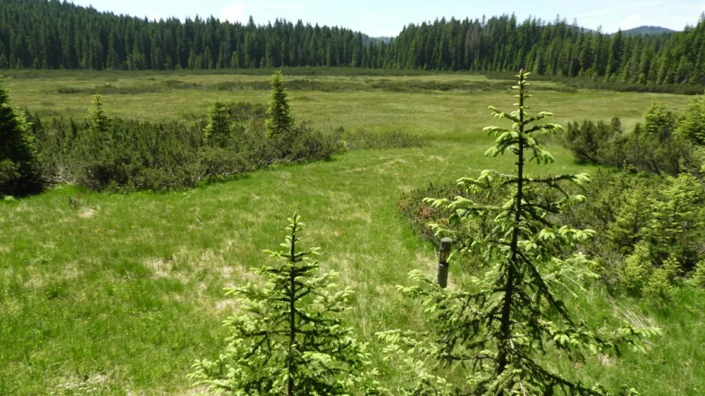 Barje &Scaron;ijec je najvi&scaron;je visoko barje na Pokljuki in pod njim leži tudi petmetrska plast podtalnice, ki je pomemben rezervoar pitne vode za okoli&scaron;ke kraje.