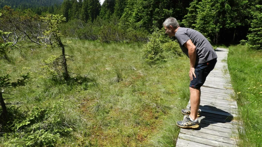 Čez barje Goreljek na Pokljuki je urejena učna pot, na kateri lahko obiskovalci spoznajo značilnosti visokih barij. Andrej Arih i&scaron;če rosiko, mesojedo rastlino, znano predstavnico &scaron;otnih barij.