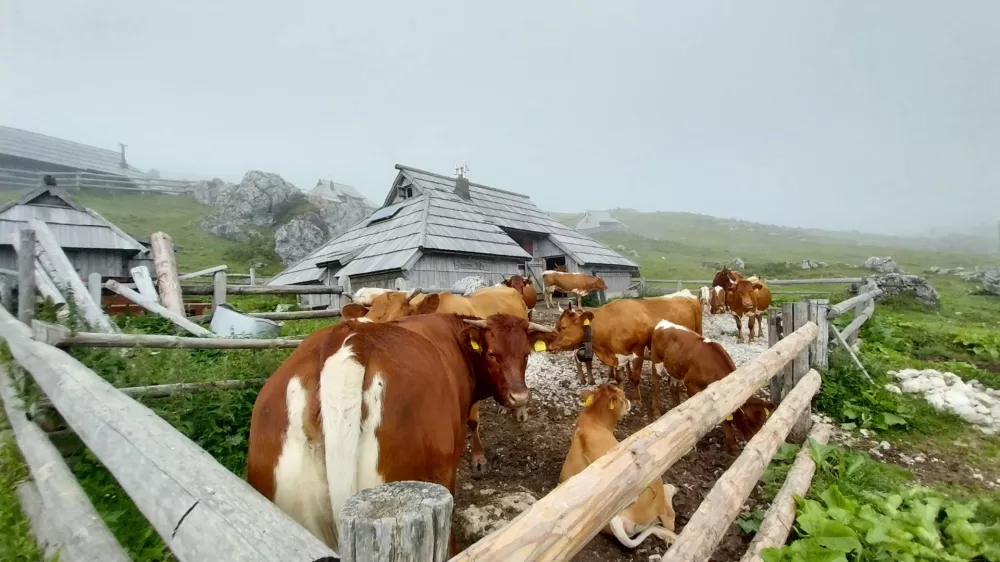 Na Veliki planini se letos pase 430 krav. Foto:&nbsp;Vesna Levičnik