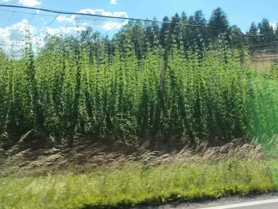 Hmelji&scaron;če v Savinjski dolini